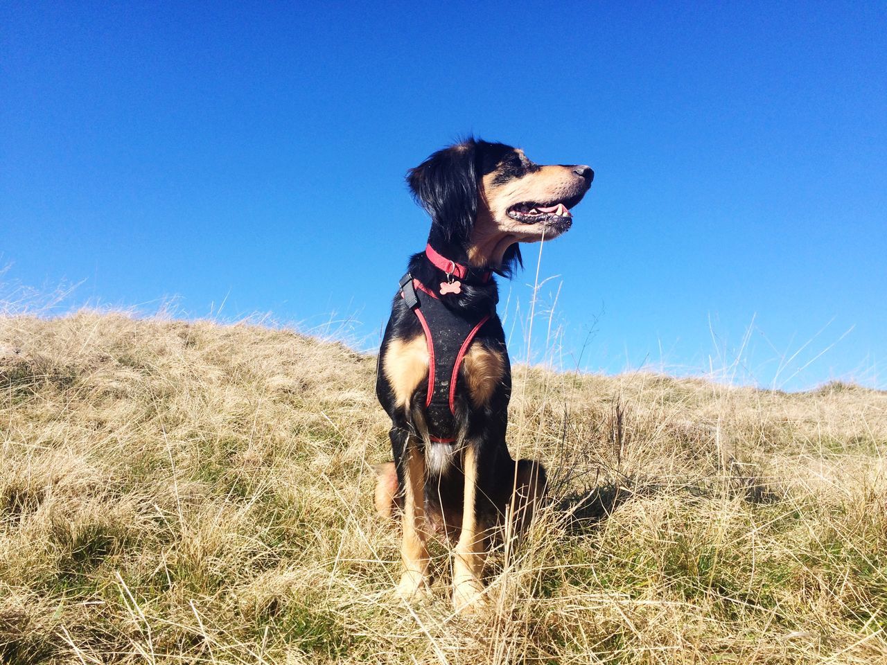 clear sky, blue, standing, full length, copy space, field, young adult, front view, landscape, portrait, sunlight, looking at camera, grass, one animal, tranquility, nature, sky, leisure activity