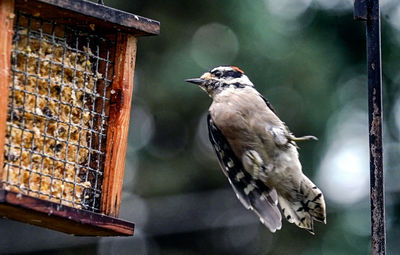 Close-up of bird perching on a feeder