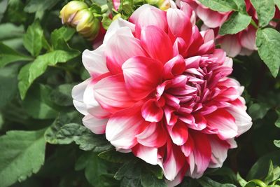 Close-up of pink dahlia blooming outdoors