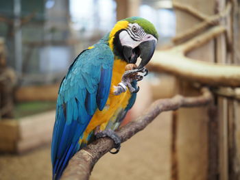 Close-up of parrot perching on branch