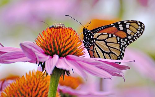 Close-up of butterfly pollinating on pink flower