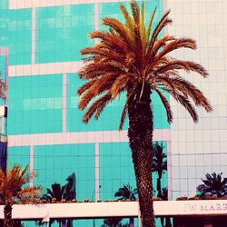 Low angle view of palm tree against building