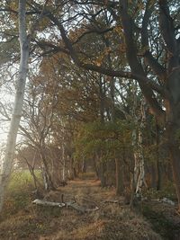 Low angle view of trees against sky