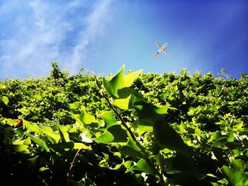 Low angle view of plants against blue sky