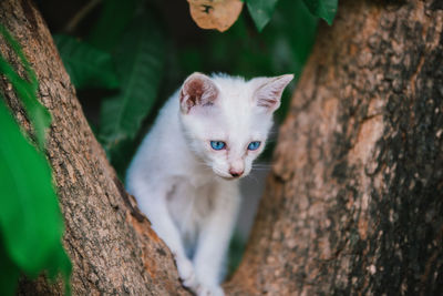 Portrait of a cat