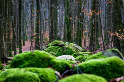 Trees growing in forest