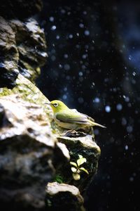 Close-up of bird playing with water on rock