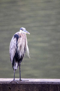 High angle view of gray heron perching