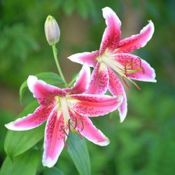 Close-up of pink flower