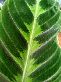 Full frame shot of green leaves