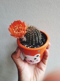 Close-up of hand holding flower against wall