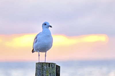 Close-up of seagull perching on wooden post