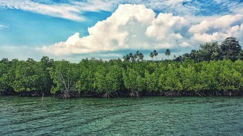 Mangrove forest in river against sky