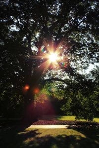 Sun shining through trees