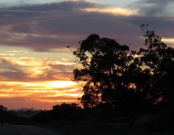 Silhouette trees against sky during sunset