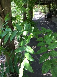 High angle view of plants in park