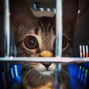 Close-up portrait of cat