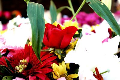 Close-up of red tulips