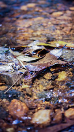 Close-up of turtle in water