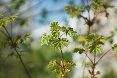 Close-up of flowering plant