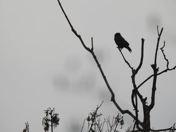 Low angle view of bird perching on bare tree against sky