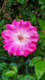 Close-up of pink rose