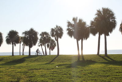 Palm trees on golf course against clear sky