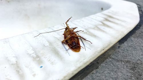 High angle view of insect on white table