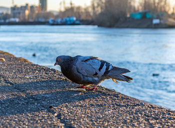 Pigeon is standing on the riverside. close-up.