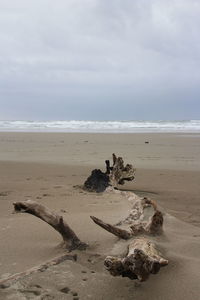 Driftwood on beach against sky