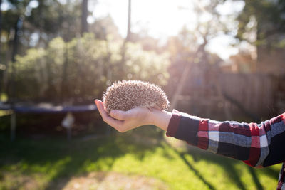 Close-up of hand holding hedgehog at back yard