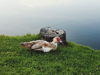 Duck on grass