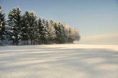 Trees on snow covered field against sky