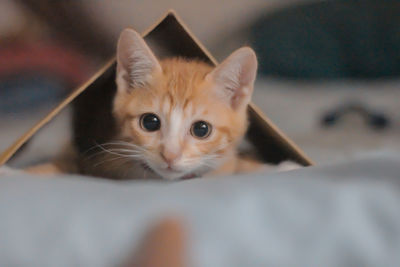 Close-up portrait of kitten