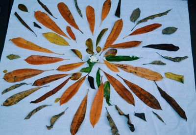 Directly above shot of orange leaf on plant