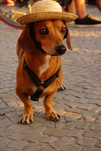 Portrait of dog sitting on footpath