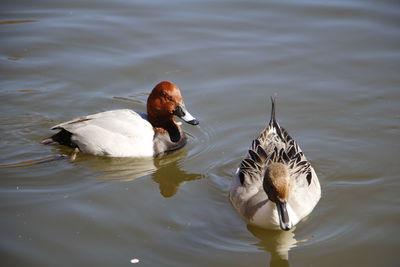 High angle view of swan swimming in lake