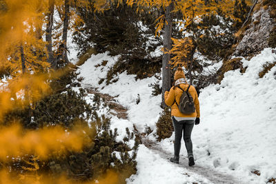 Rear view of young woman hiking on snowy path surrounded by yellow larch trees