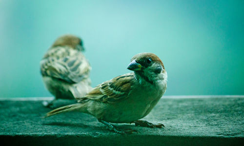 Close-up of birds perching