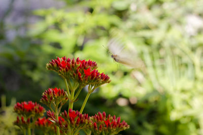 Close-up of flowers against blurred background