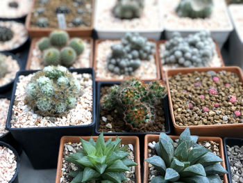 High angle view of potted plants for sale in market