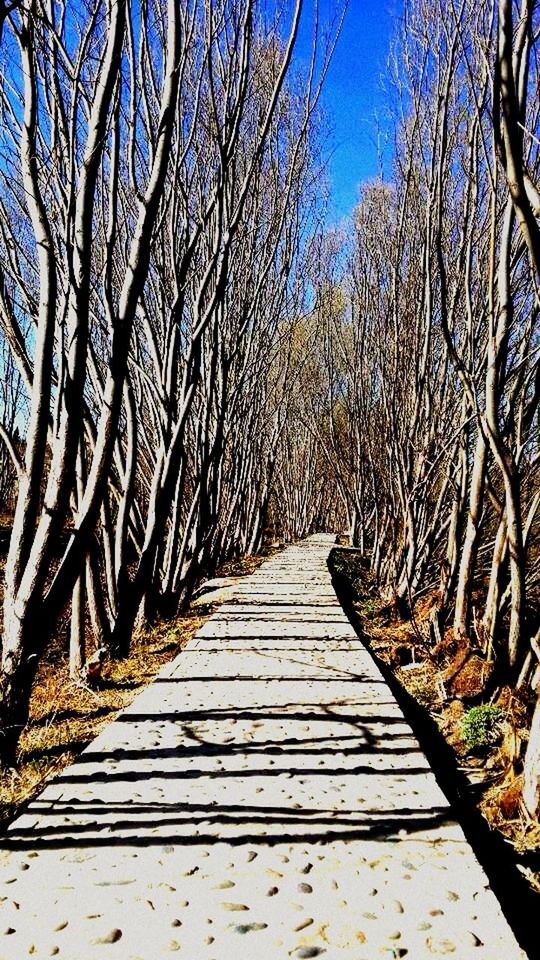 the way forward, bare tree, tree, diminishing perspective, railing, tranquility, branch, boardwalk, vanishing point, wood - material, sky, footbridge, nature, tranquil scene, long, outdoors, connection, scenics, no people, walkway