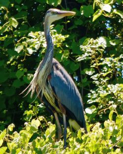 Close-up of gray heron perching on tree