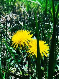 Close-up of yellow flowers