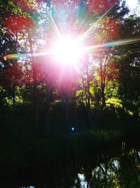 Sunlight streaming through trees in forest against bright sun