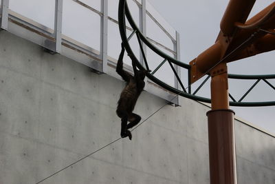 Low section of monkey walking on staircase