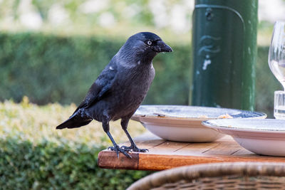 Close-up of bird perching on wooden table