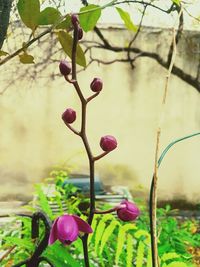 Close-up of pink flowers