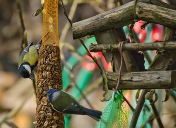 Birds perching on feeder