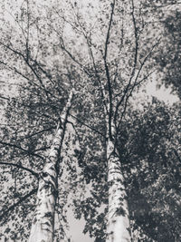 Low angle view of trees in forest against sky